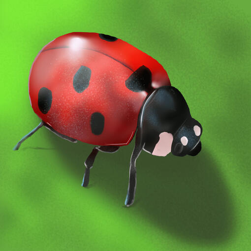Ladybug