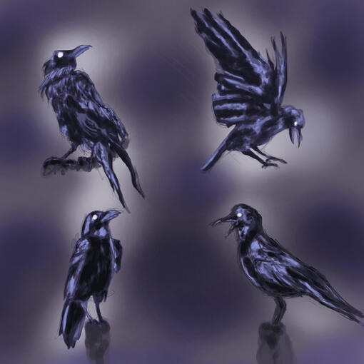 Oc crows study